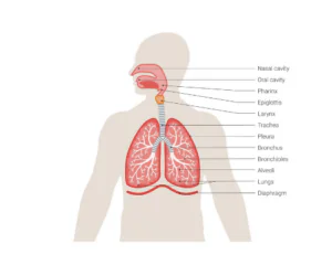 St Louis Chemical Exposure Lawyers